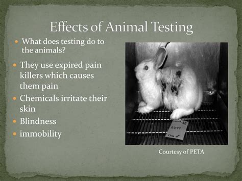 animal testing effects on humans.